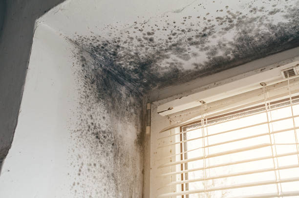 Affordable Mold Cleanup solutions in Shrewsbury, PA